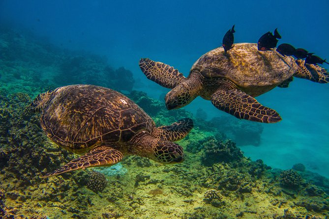 Turtle Canyons Snorkel Excursion from Waikiki, Hawaii