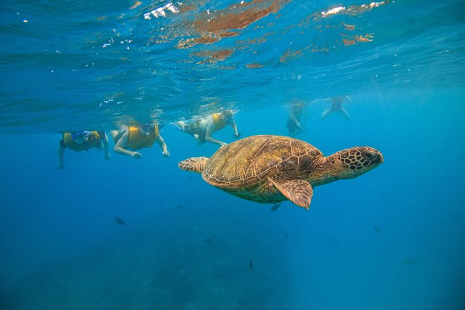 Turtle Canyons Snorkel Excursion from Waikiki, Hawaii