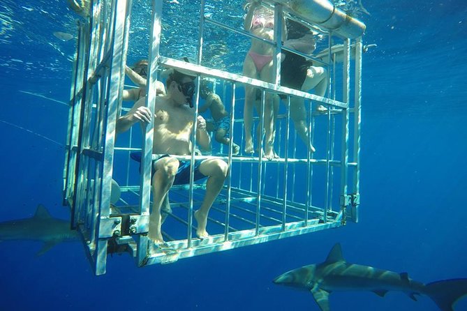 Oahu Shark Dive