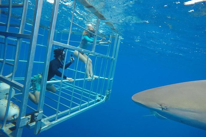 Oahu Shark Dive