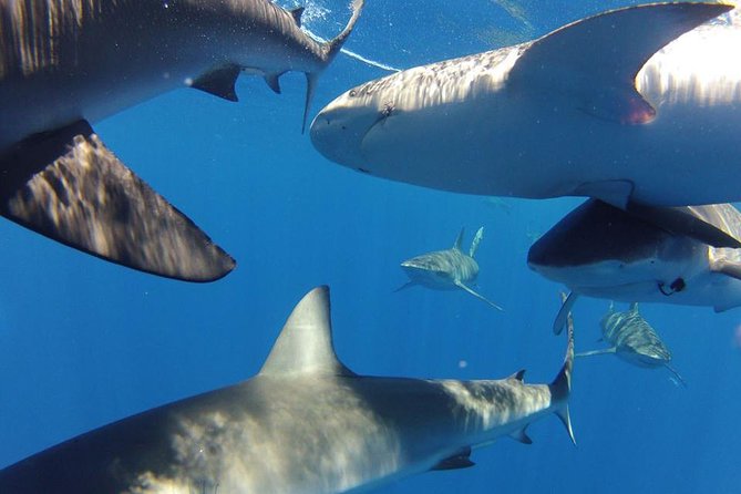 Oahu Shark Dive