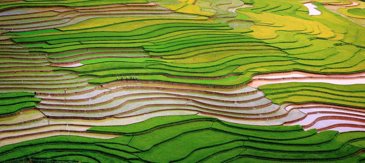 Rice growing season